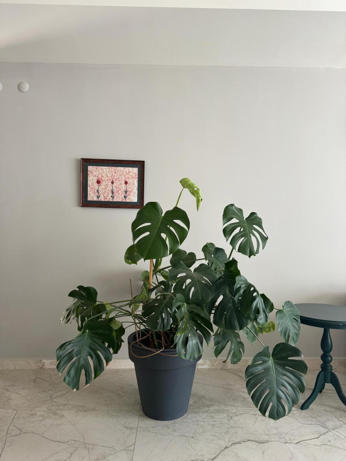 Suna Summer House 马尔马里斯 外观 照片